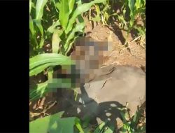 Pencari Rumput Temukan Jasad di Ladang Jagung Sumberjo Wonosalam Jombang