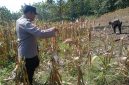 Bhabinkamtibmas Desa Pengampon, Kecamatan Kabuh, Jombang, ikut mendampingi proses panen jagung milik warga sebagai bentuk dukungan terhadap program ketahanan pangan dan swasembada pangan nasional.