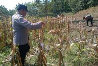 Bhabinkamtibmas Desa Pengampon, Kecamatan Kabuh, Jombang, ikut mendampingi proses panen jagung milik warga sebagai bentuk dukungan terhadap program ketahanan pangan dan swasembada pangan nasional.