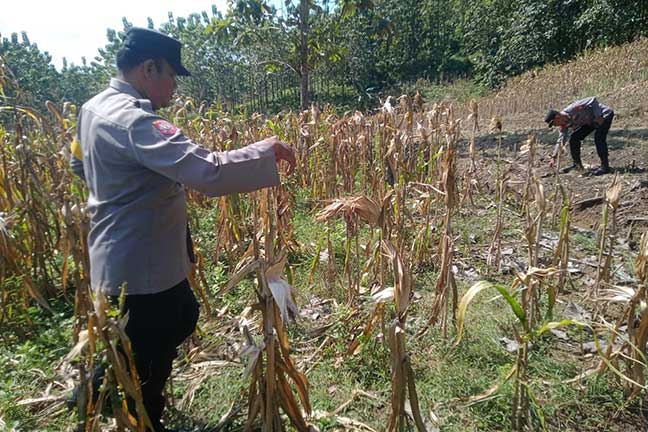 Bhabinkamtibmas Desa Pengampon, Kecamatan Kabuh, Jombang, ikut mendampingi proses panen jagung milik warga sebagai bentuk dukungan terhadap program ketahanan pangan dan swasembada pangan nasional.