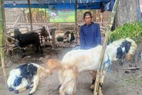 Lapak hewan kurban yang berada di pinggir Jalan Raya Desa Plandi, Kecamatan/ Kabupaten Jombang.