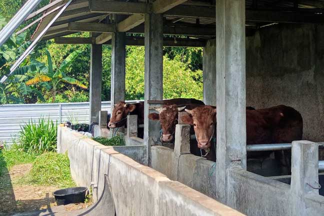 Sapi yang dikelola Bumdes Mancilan, Kecamatan Mojoagung, Kabupaten Jombang.