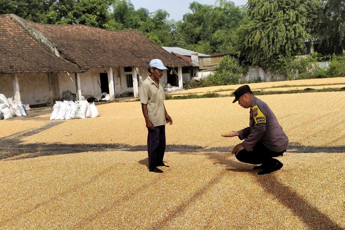 Bhabinkamtibmas Desa Ngampungan, Kecamatan Bareng, Kabupaten Jombang, Aipda Supardi, yang ikut membantu petani menjemur hasil panen jagung, Selasa (2/6/2026).