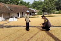 Bhabinkamtibmas Desa Ngampungan, Kecamatan Bareng, Kabupaten Jombang, Aipda Supardi, yang ikut membantu petani menjemur hasil panen jagung, Selasa (2/6/2026).